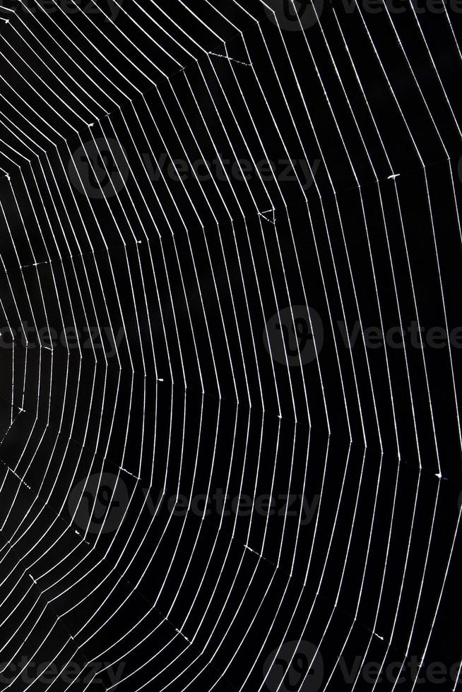 spinnenweb close-up foto