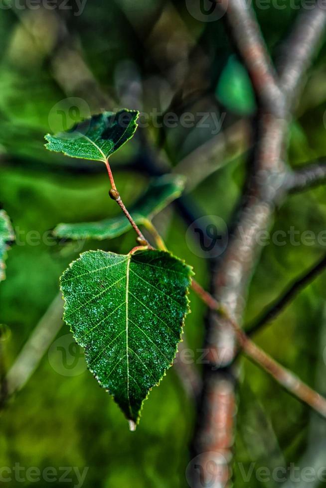 groen blad, dichtbij foto