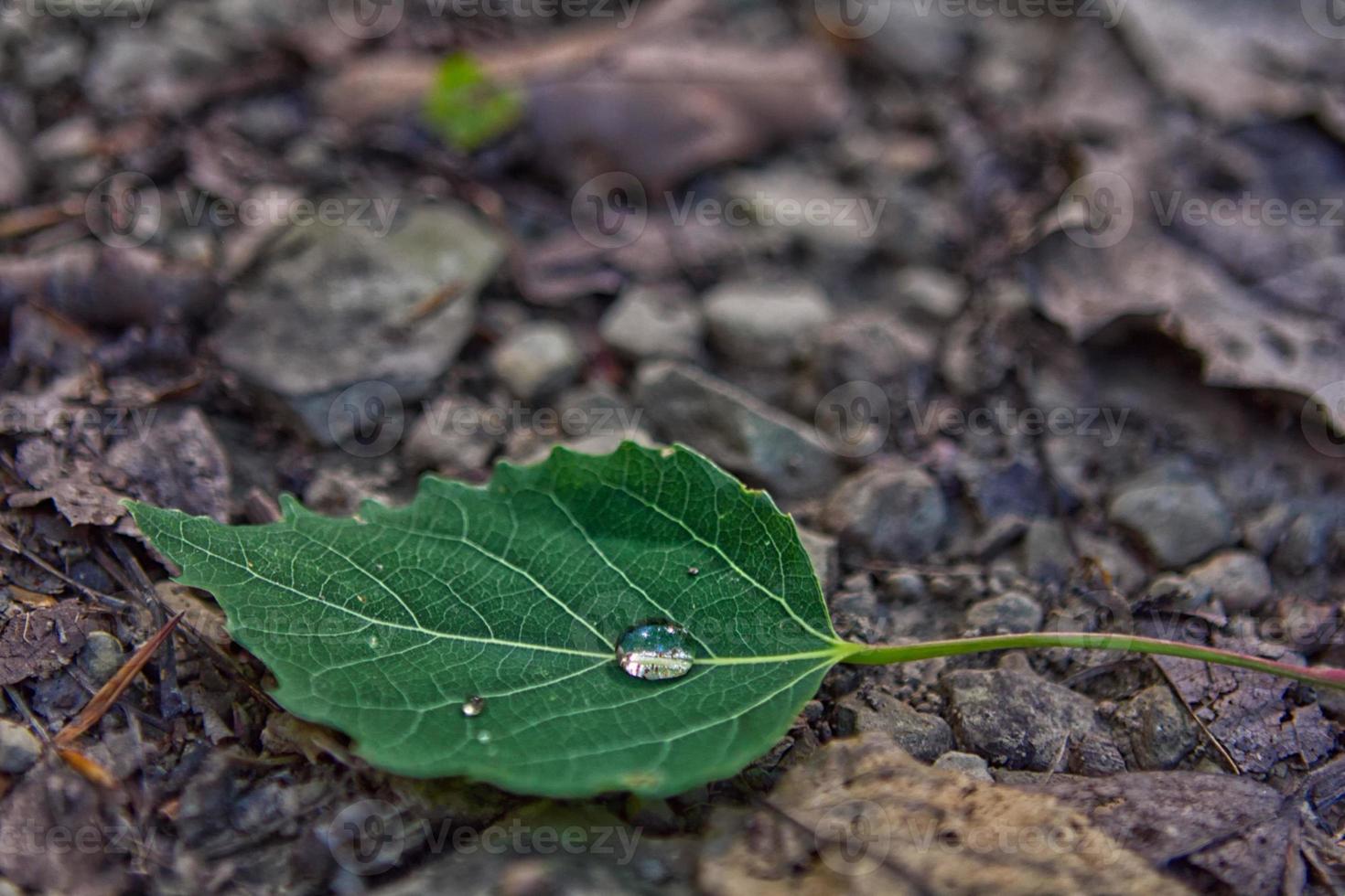 blad met regendruppel foto