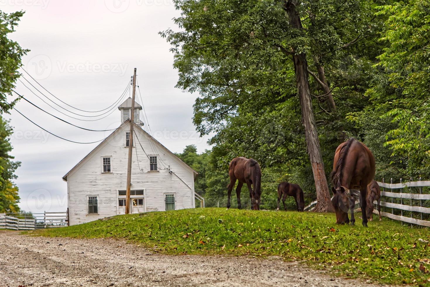 paarden bij een kerk foto