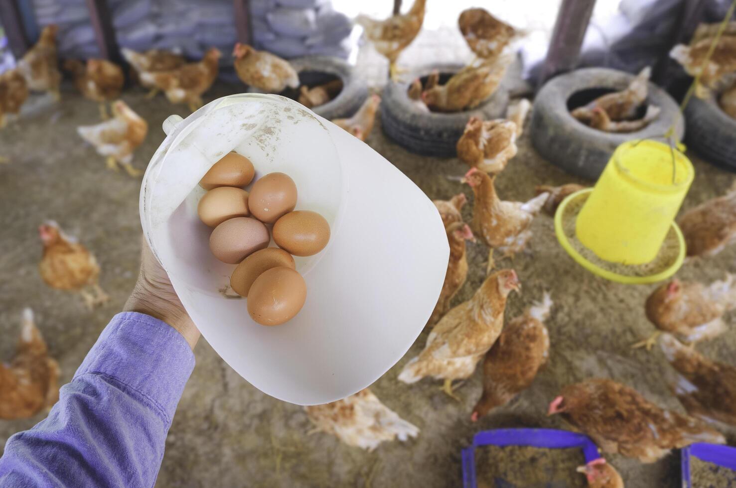 boer hand- Holding wit plastic houder met vers kip eieren terwijl verzameld binnen van kip hok. klein lokaal bedrijf foto