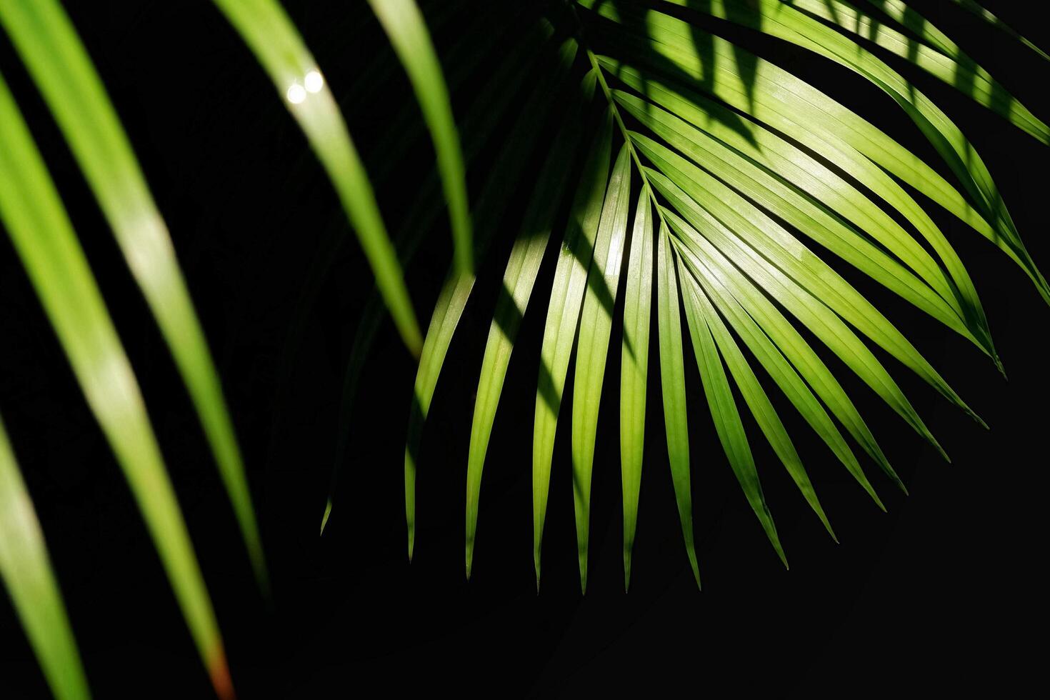 zonlicht en schaduw Aan oppervlakte van groen palm bladeren zijn groeit Aan donker achtergrond foto