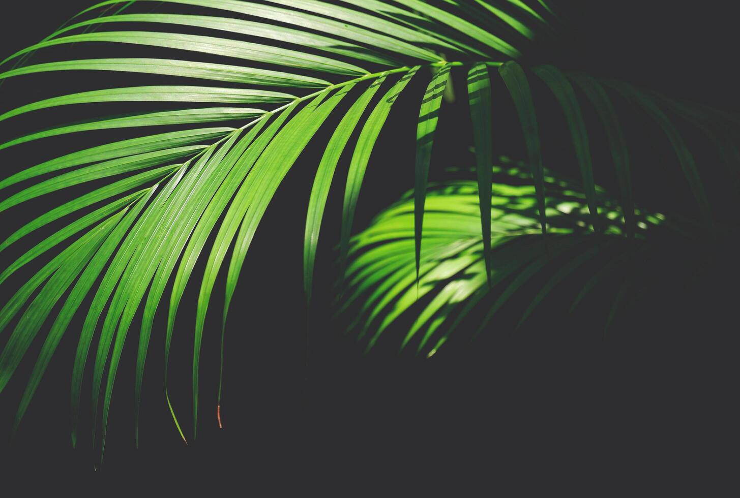 zonlicht en schaduw Aan oppervlakte van groen palm blad Aan donker achtergrond in botanisch tuin foto