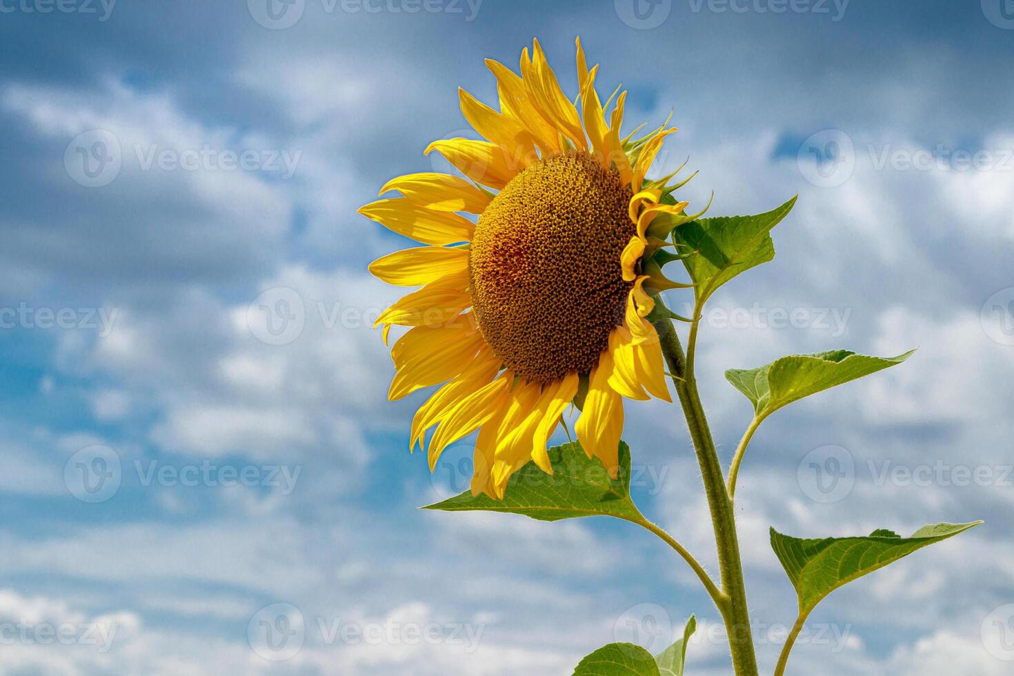 mooi veld- van geel zonnebloemen Aan een achtergrond van blauw lucht met wolken foto