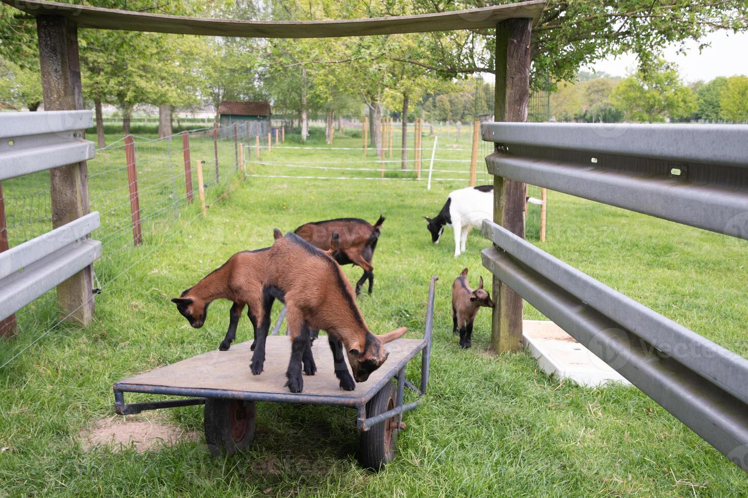 weinig kinderen grazen en Speel in de achtertuin in de groen gras Aan een helder zomer foto