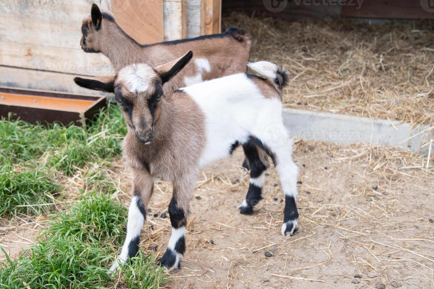 een klein schattig geit staat in de buurt de huisdier pen, de concept van fokken geiten foto