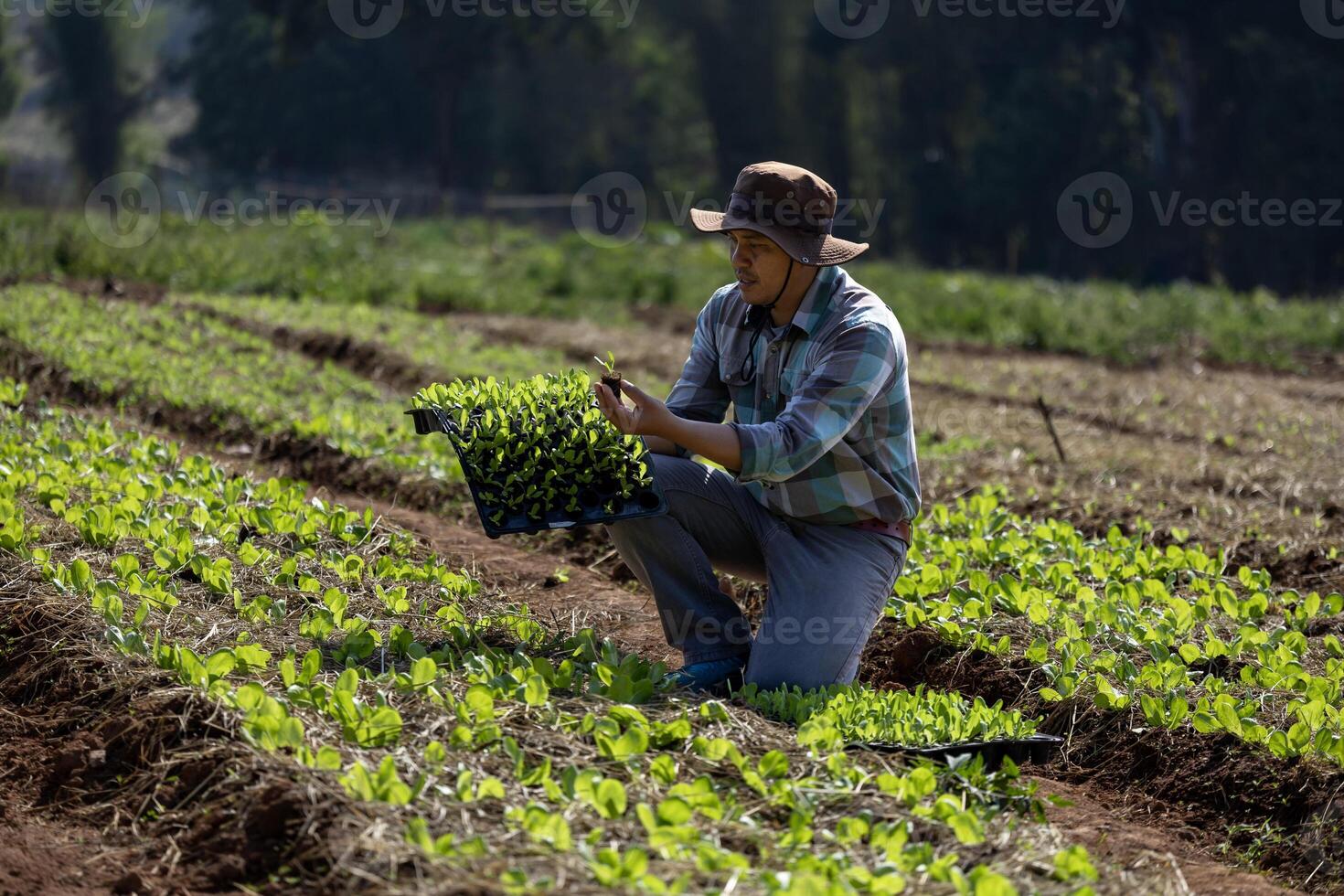 Aziatisch boer is draag- dienblad van jong groente salade zaailing naar fabriek in mulchen film voor groeit organische stoffen fabriek gedurende voorjaar seizoen en landbouw concept foto