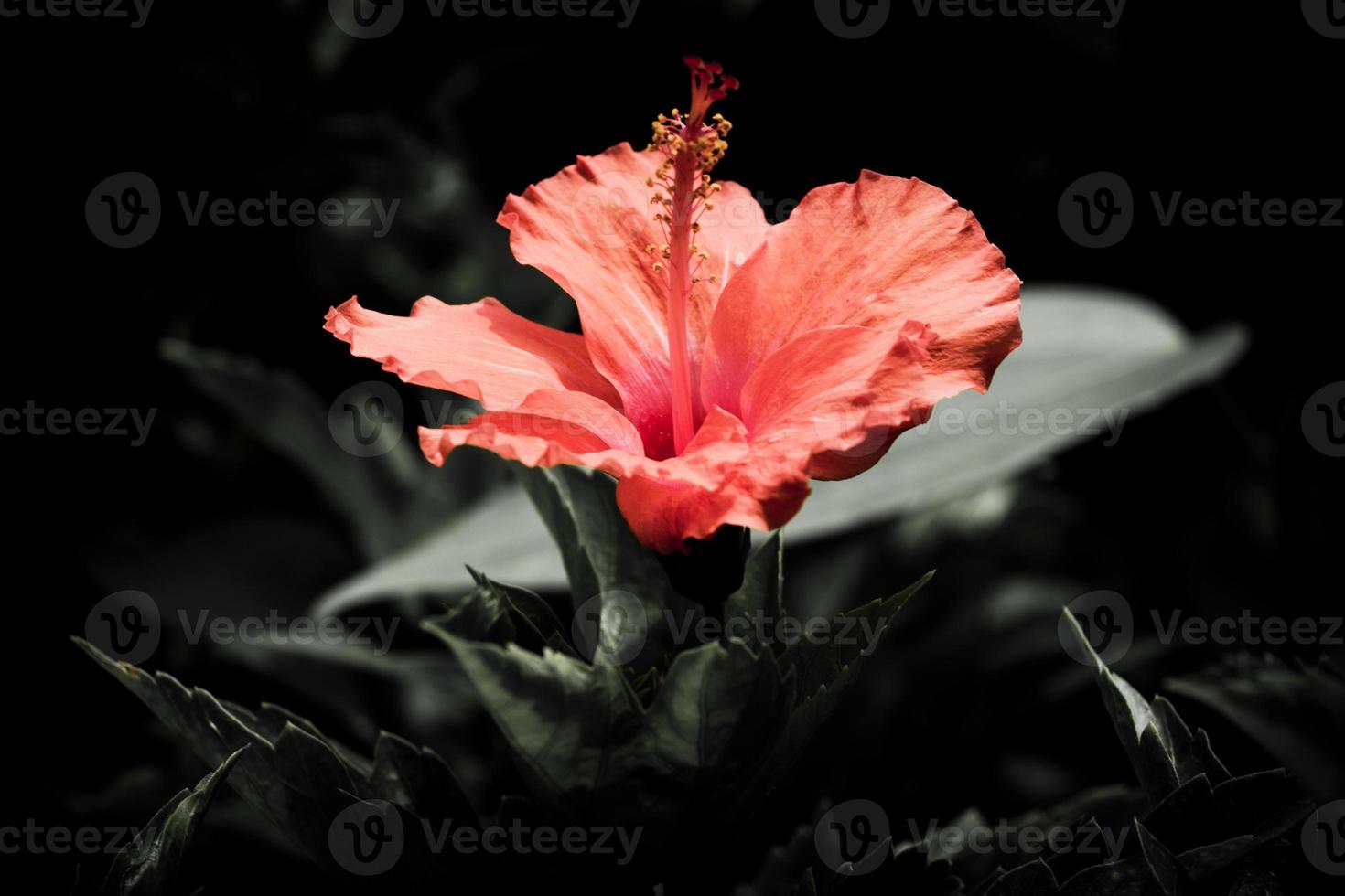 bloem op zwart bloemontwerp foto