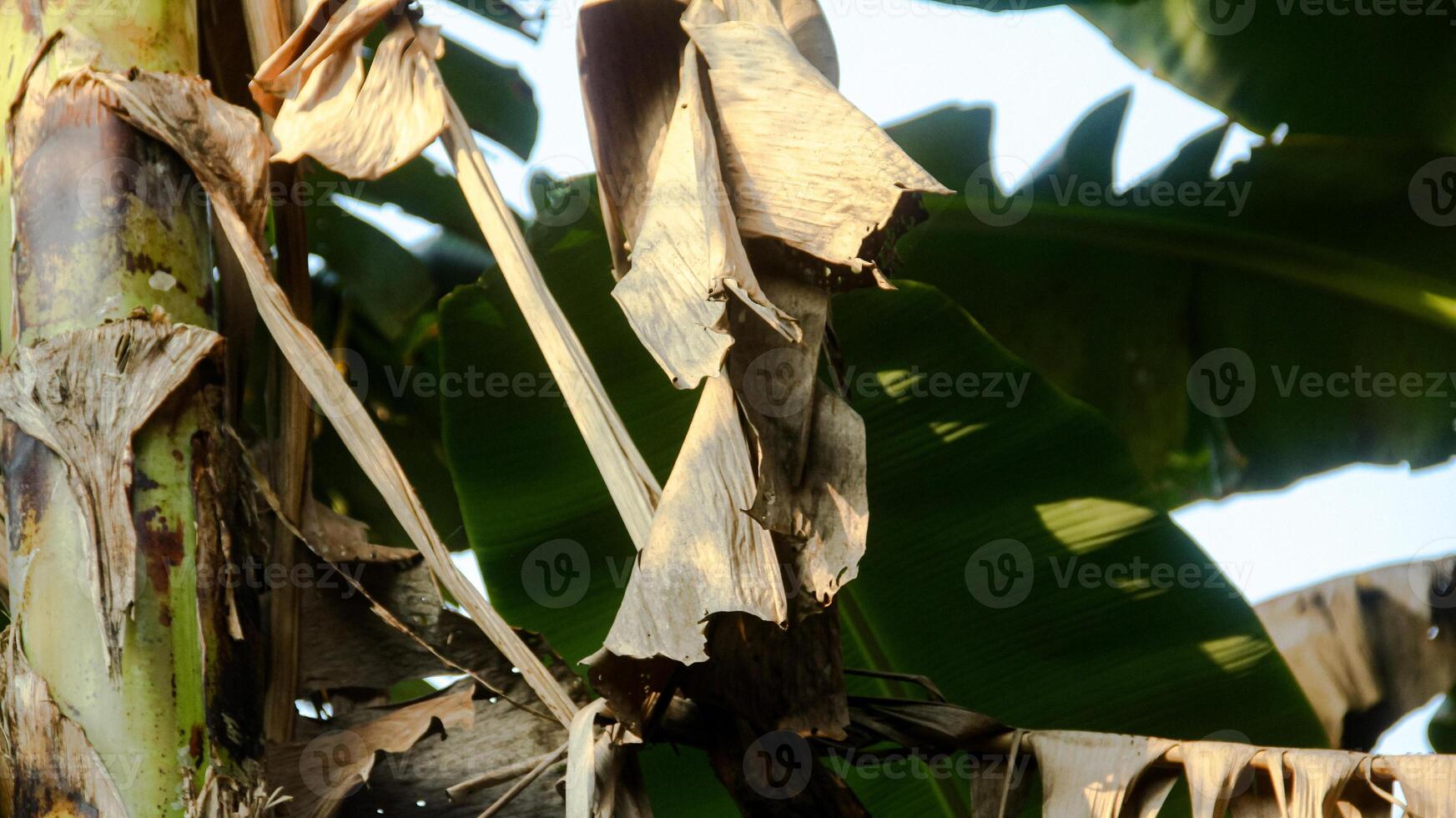 droog banaan bladeren nog steeds hangende Aan de boom foto