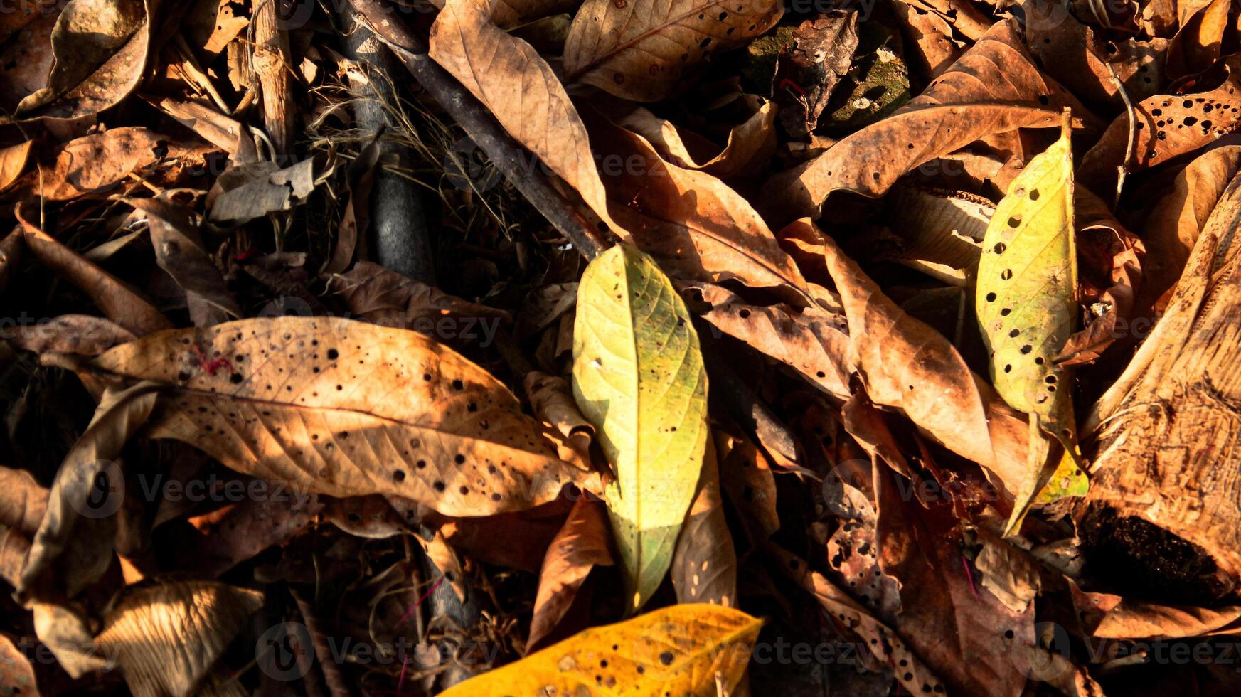 top bodem en droog bladeren maken een mooi natuurlijk achtergrond foto