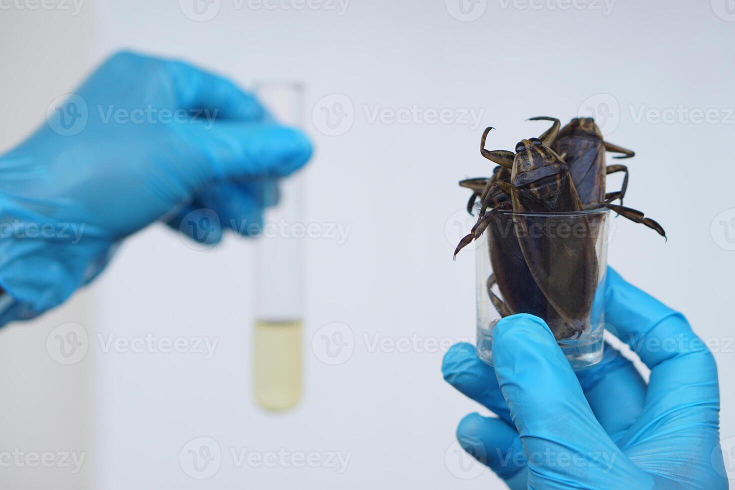 dichtbij omhoog wetenschapper houdt reusachtig water kever of pooier naar Doen wetenschap experiment over geur extract naar mengen voedsel. concept, Onderzoek over insecten en bugs. wetenschappelijk, biologie les. foto