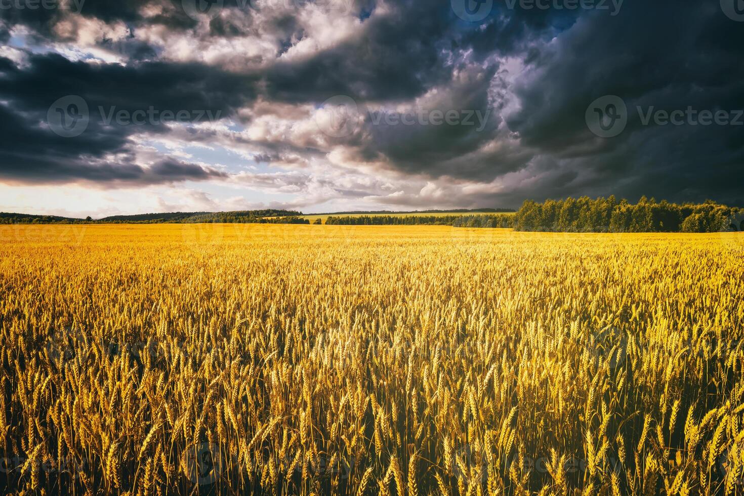 zonsondergang of dageraad in een rogge of tarwe veld- met een dramatisch bewolkt lucht gedurende zomer. esthetiek van wijnoogst film. foto