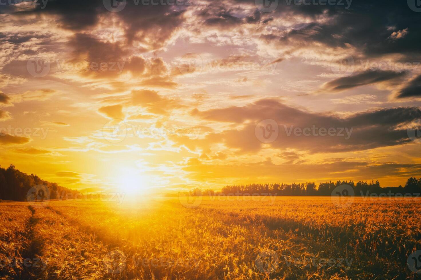 zonsondergang of dageraad in een rogge of tarwe veld- met een dramatisch bewolkt lucht gedurende zomer. esthetiek van wijnoogst film. foto