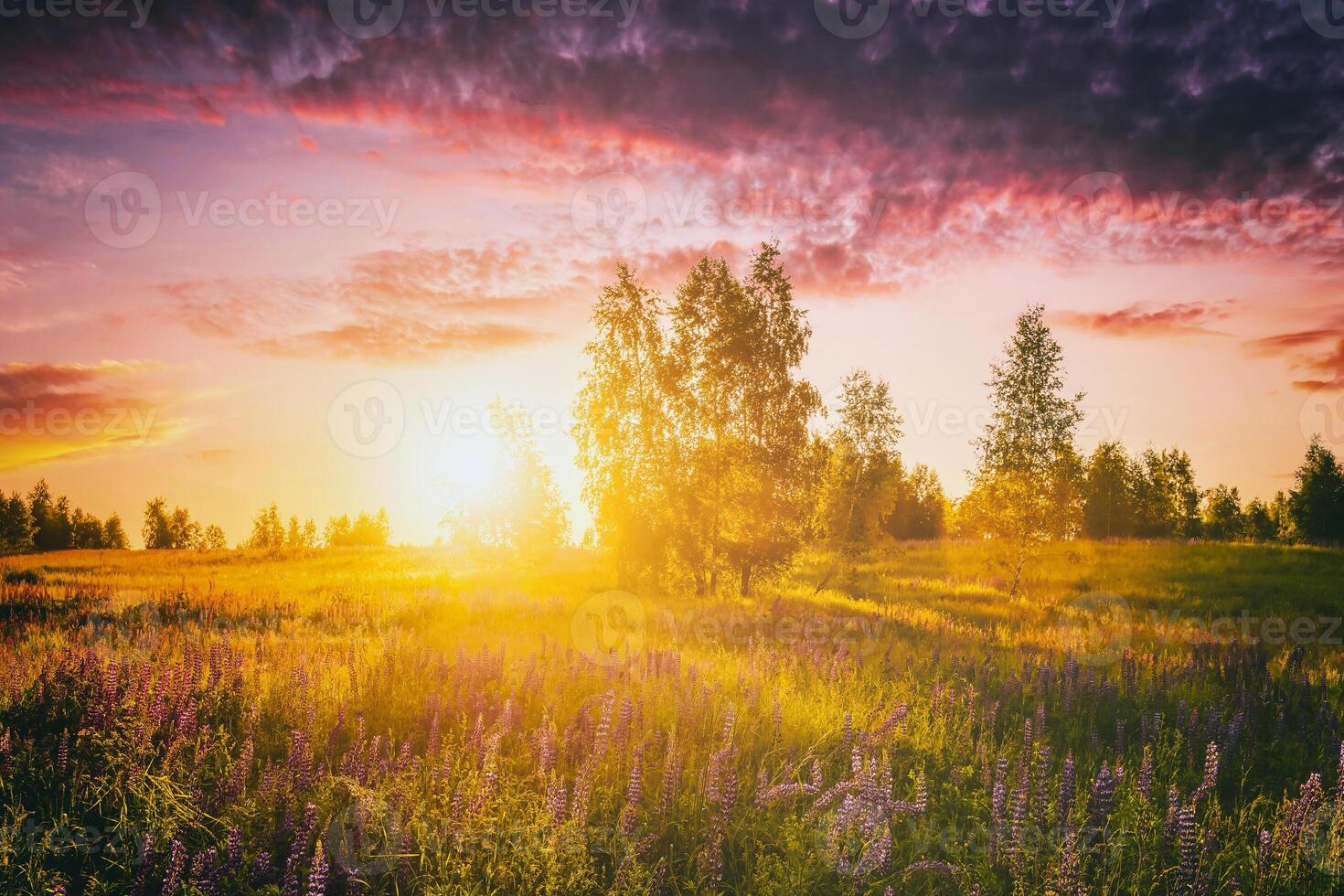 zonsondergang of zonsopkomst Aan een veld- met wild lupines en wilde bloemen en dramatisch bewolkt lucht in zomer. wijnoogst film stijlvol. foto