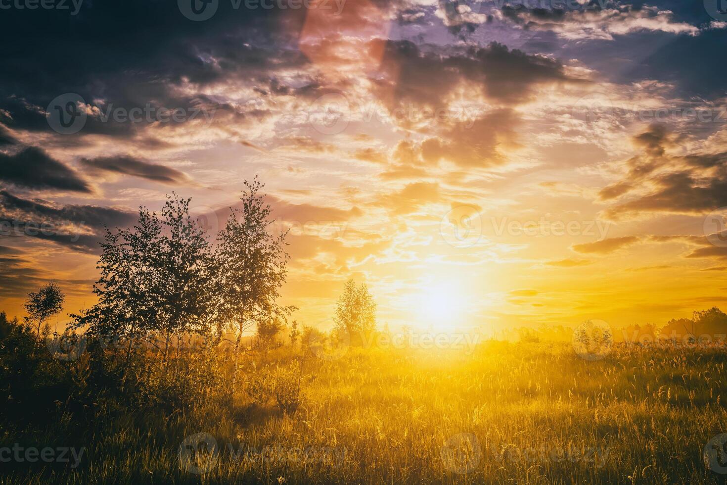 zonsopkomst Aan een veld- in zomer seizoen met mist, gras en jong berk bomen Aan een achtergrond in ochtend. wijnoogst film stijlvol. foto