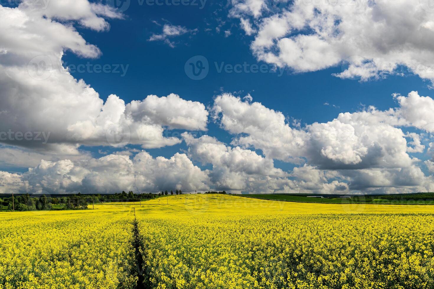 koolzaad veld- met mooi bewolkt lucht. landelijk landschap. foto