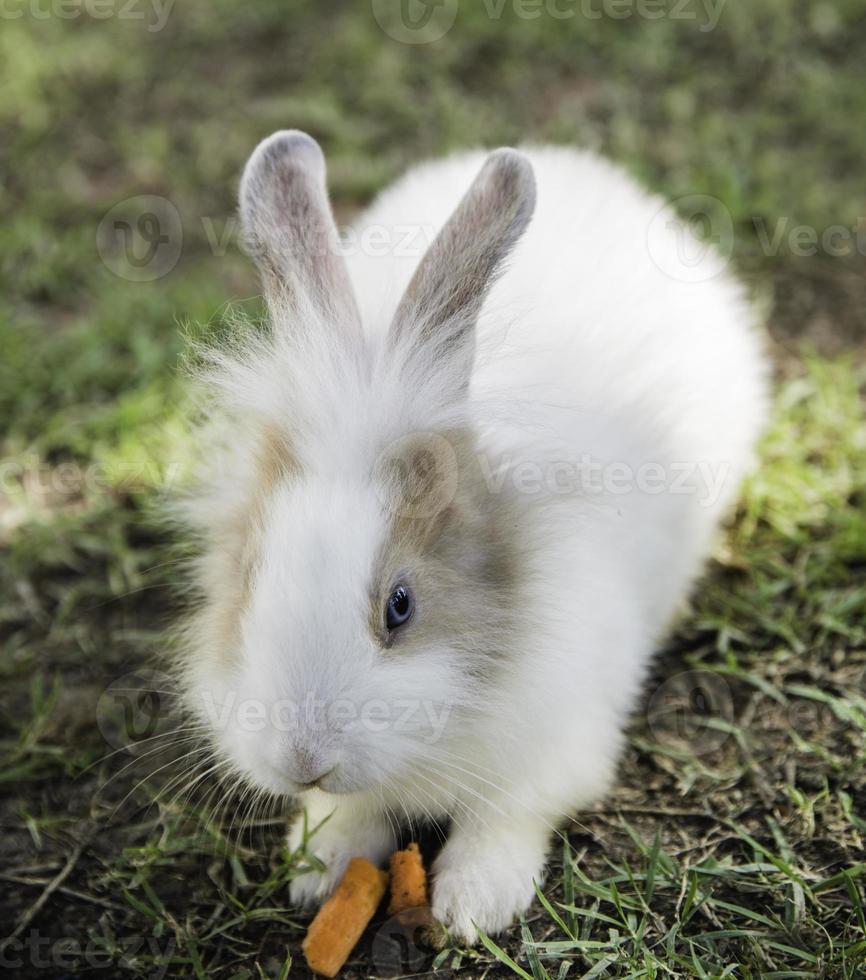 katoenstaartkonijn konijn eten gras in de tuin foto