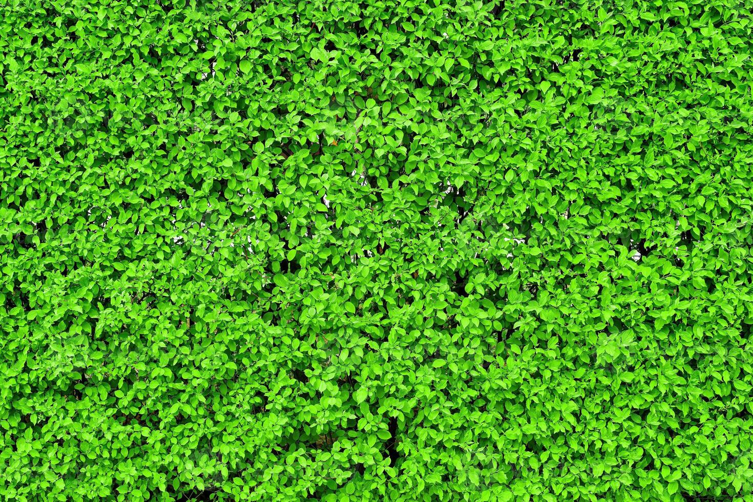 decoratief muur van een fabriek met groen bladeren. natuurlijk patroon. abstract achtergrond. landschapsarchitectuur. foto