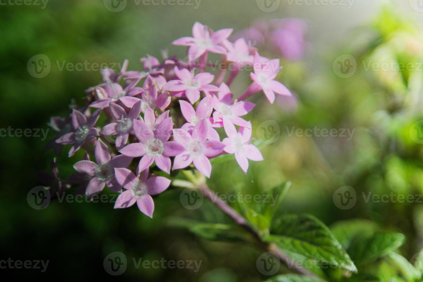 bloemen in het ontwerp van natuurlijke donkere tinten. foto