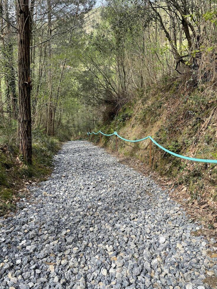 pad met verpletterd stenen door een Woud Aan de camino del norte in Spanje foto