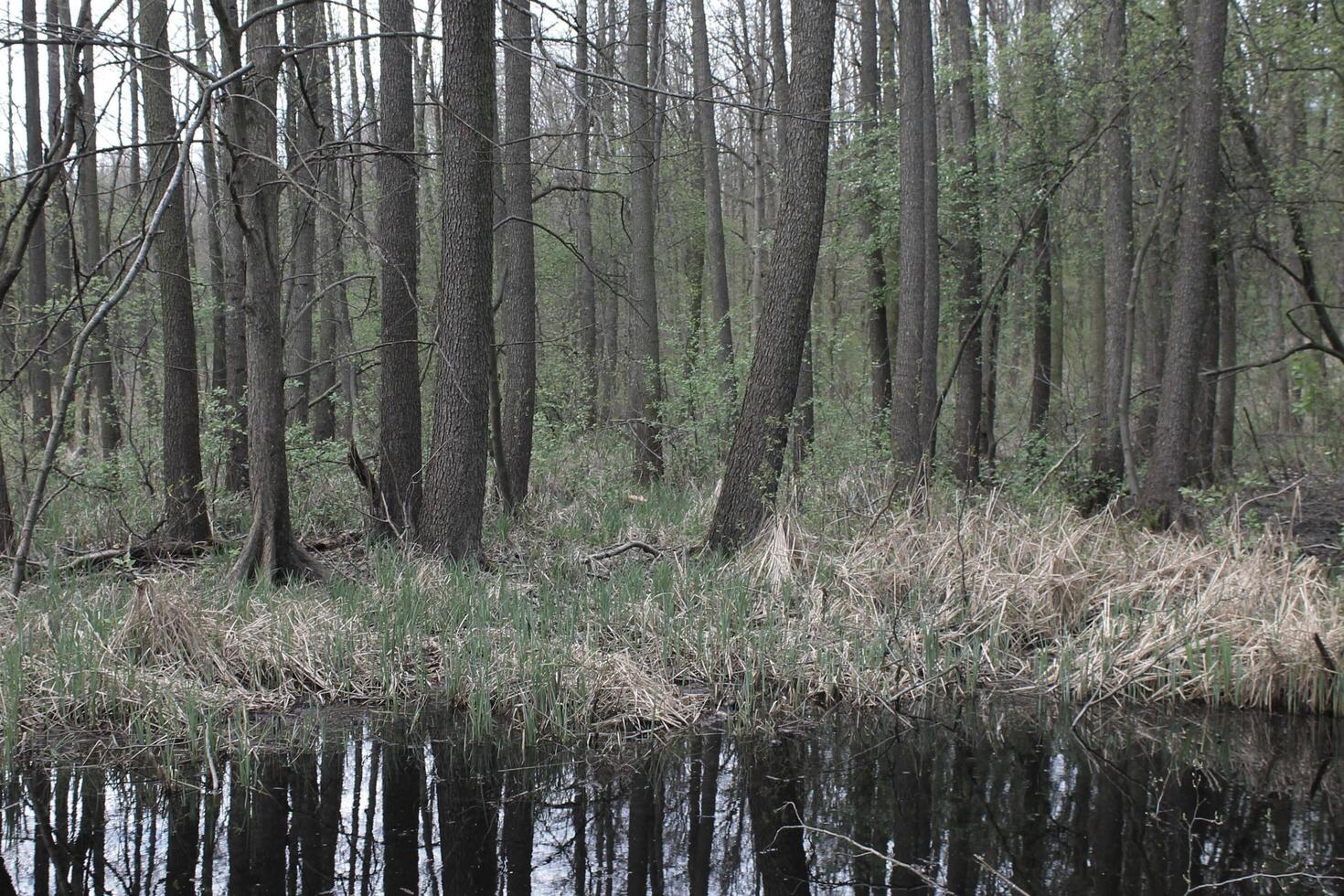 natuur achtergrond foto