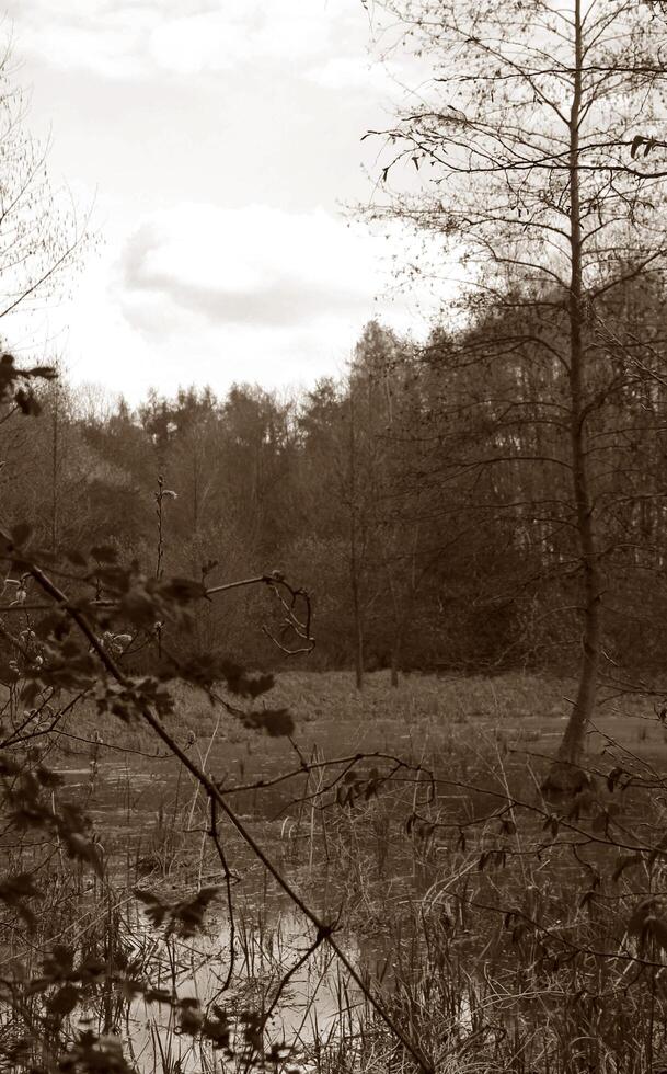 natuur achtergrond foto