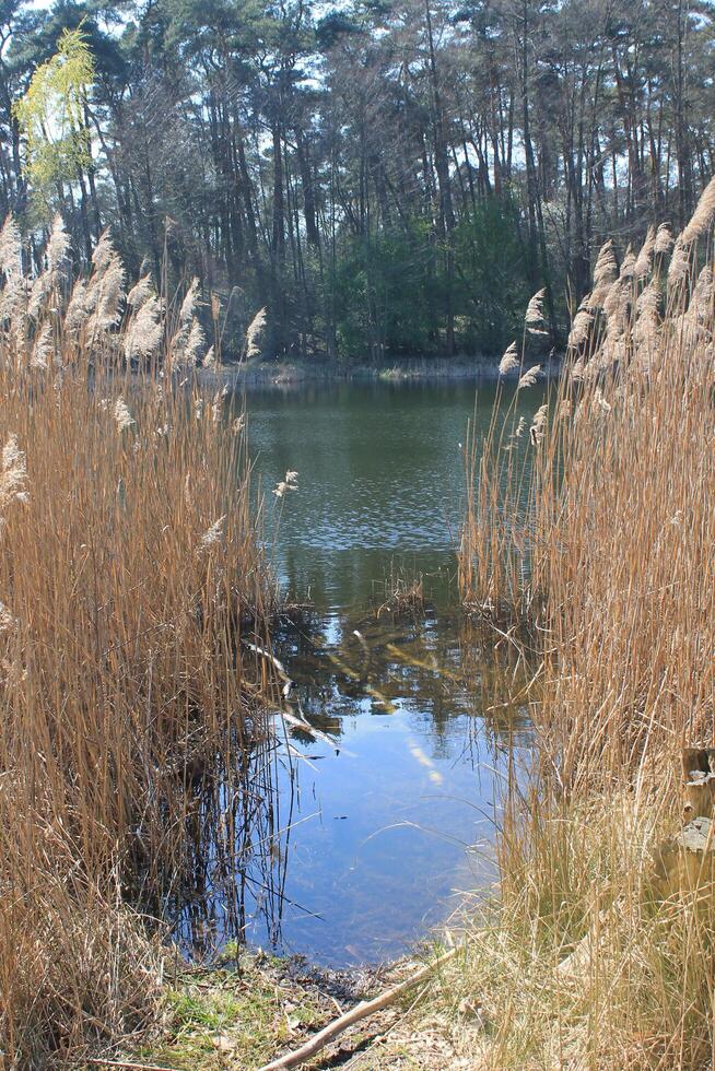 natuur achtergrond foto