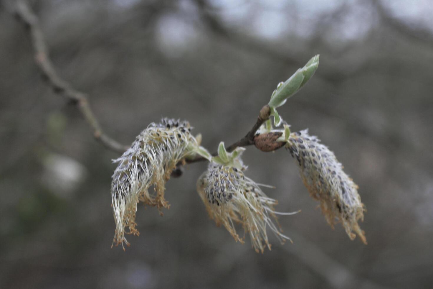 natuur achtergrond foto