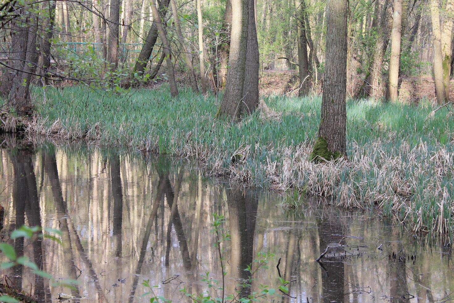 natuur achtergrond foto