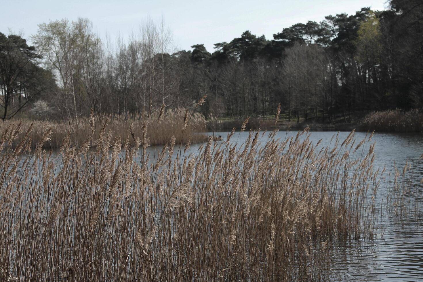 natuur achtergrond foto