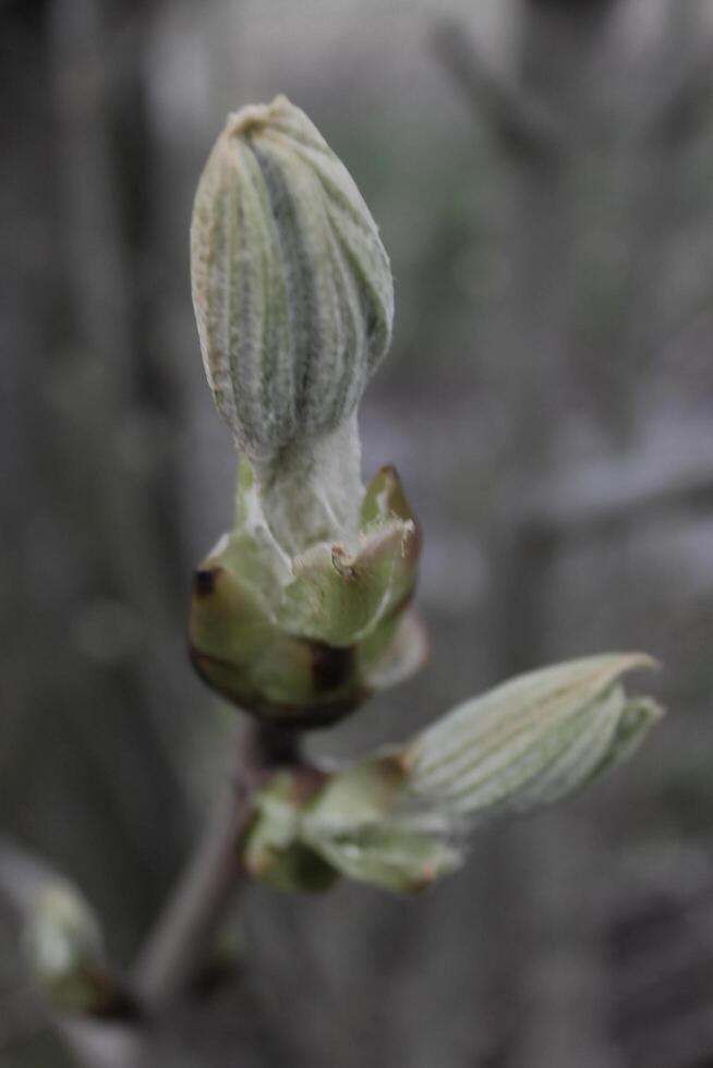 natuur achtergrond foto