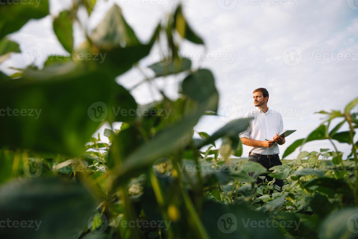 agronoom inspecteren soja Boon gewassen groeit in de boerderij veld. landbouw productie concept. agribusiness concept. agrarisch ingenieur staand in een soja veld- foto