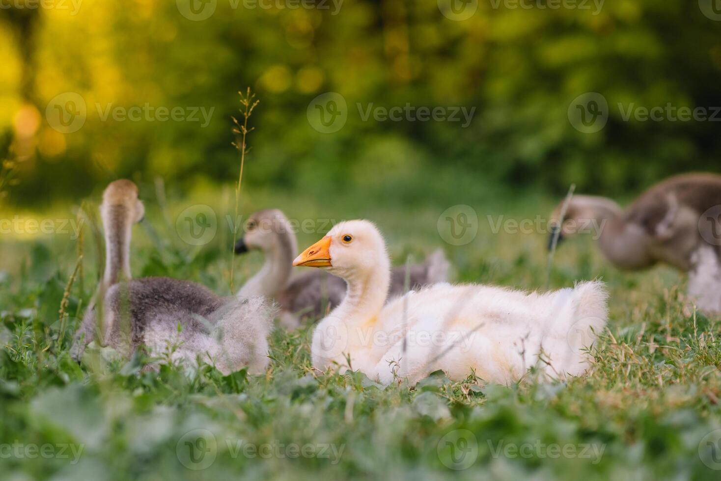 weinig kuikens wandelen in de gras tussen madeliefje bloemen. foto