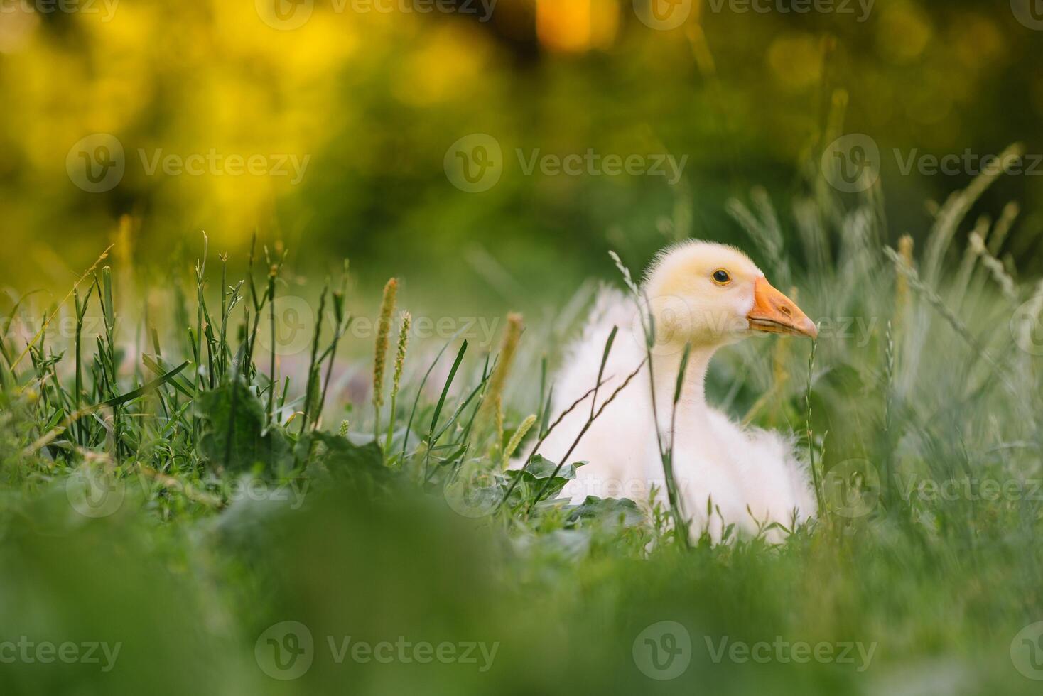 weinig kuikens wandelen in de gras tussen madeliefje bloemen. foto