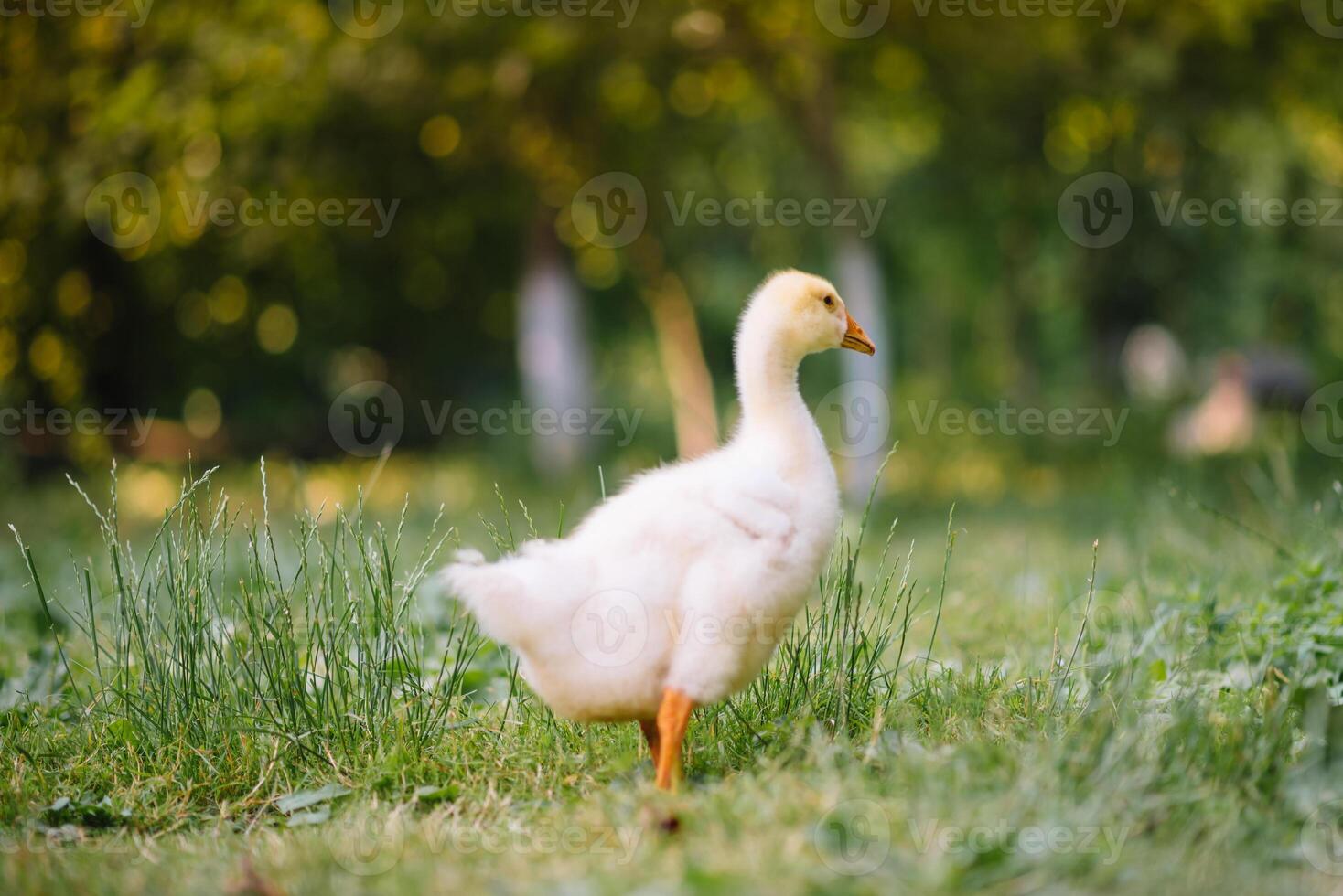 weinig kuikens wandelen in de gras tussen madeliefje bloemen. foto