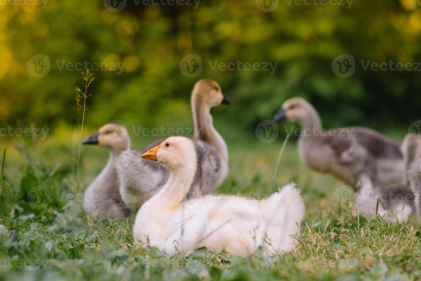 weinig kuikens wandelen in de gras tussen madeliefje bloemen. foto