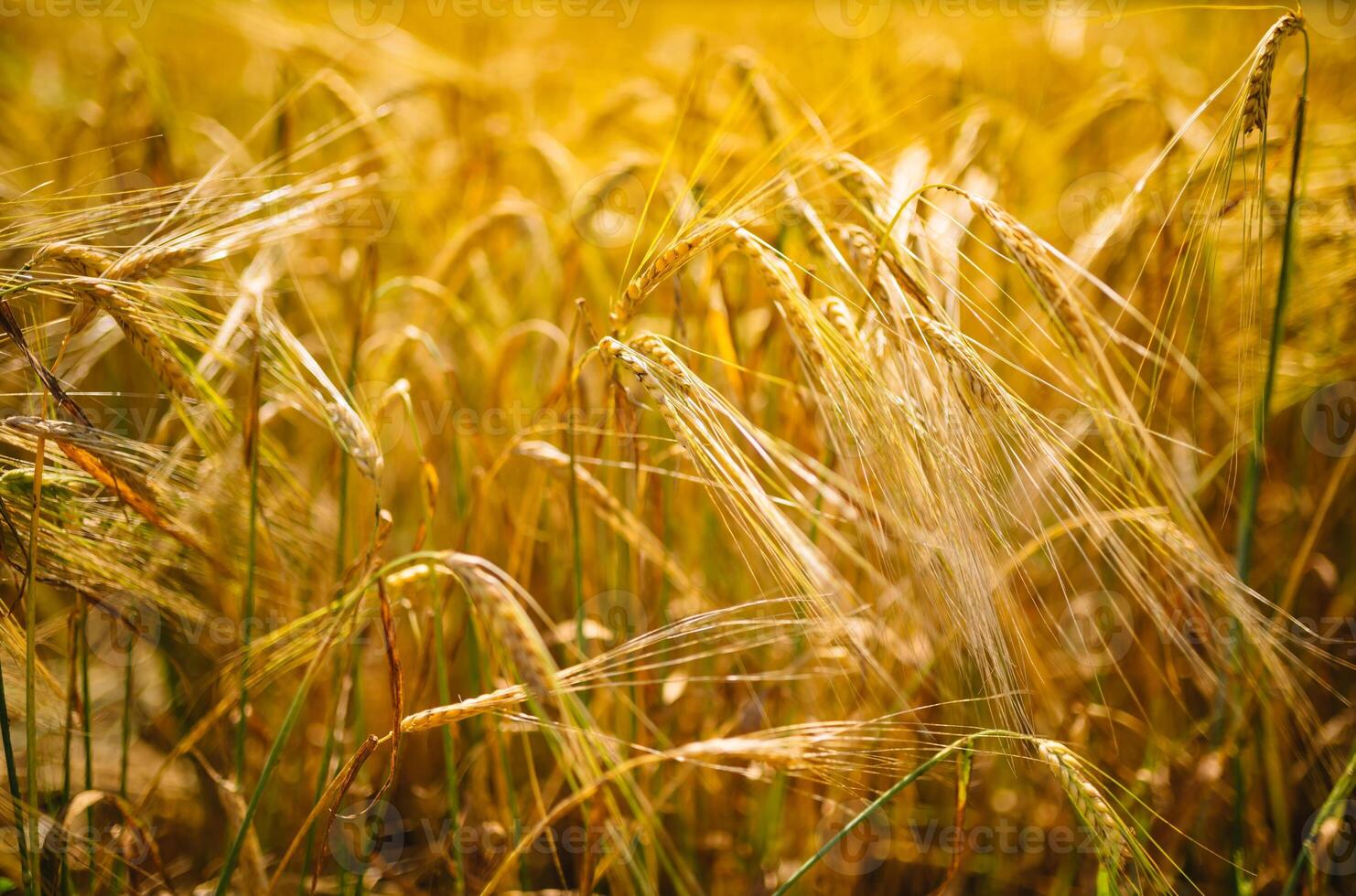 verbazingwekkend landbouw zonsondergang landschap.groei natuur oogst. tarwe veld- natuurlijk Product. oren van gouden tarwe dichtbij omhoog. landelijk tafereel onder zonlicht. zomer achtergrond van rijpen oren van landschap foto