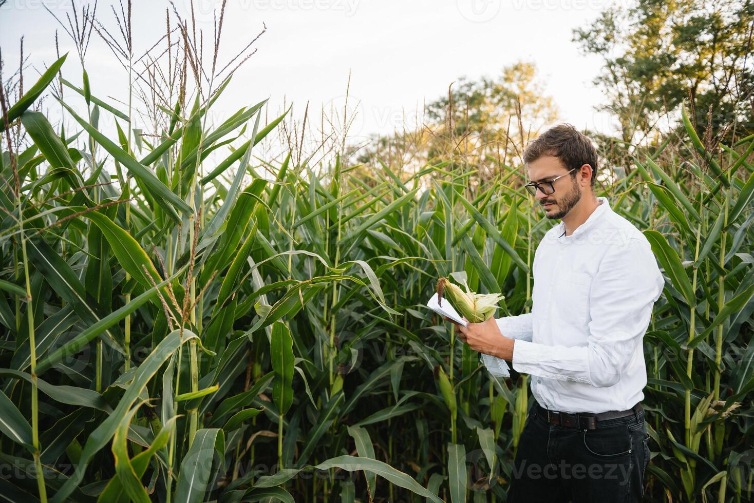 gelukkig boer in de veld- controle maïs planten gedurende een zonnig zomer dag, landbouw en voedsel productie concept. foto