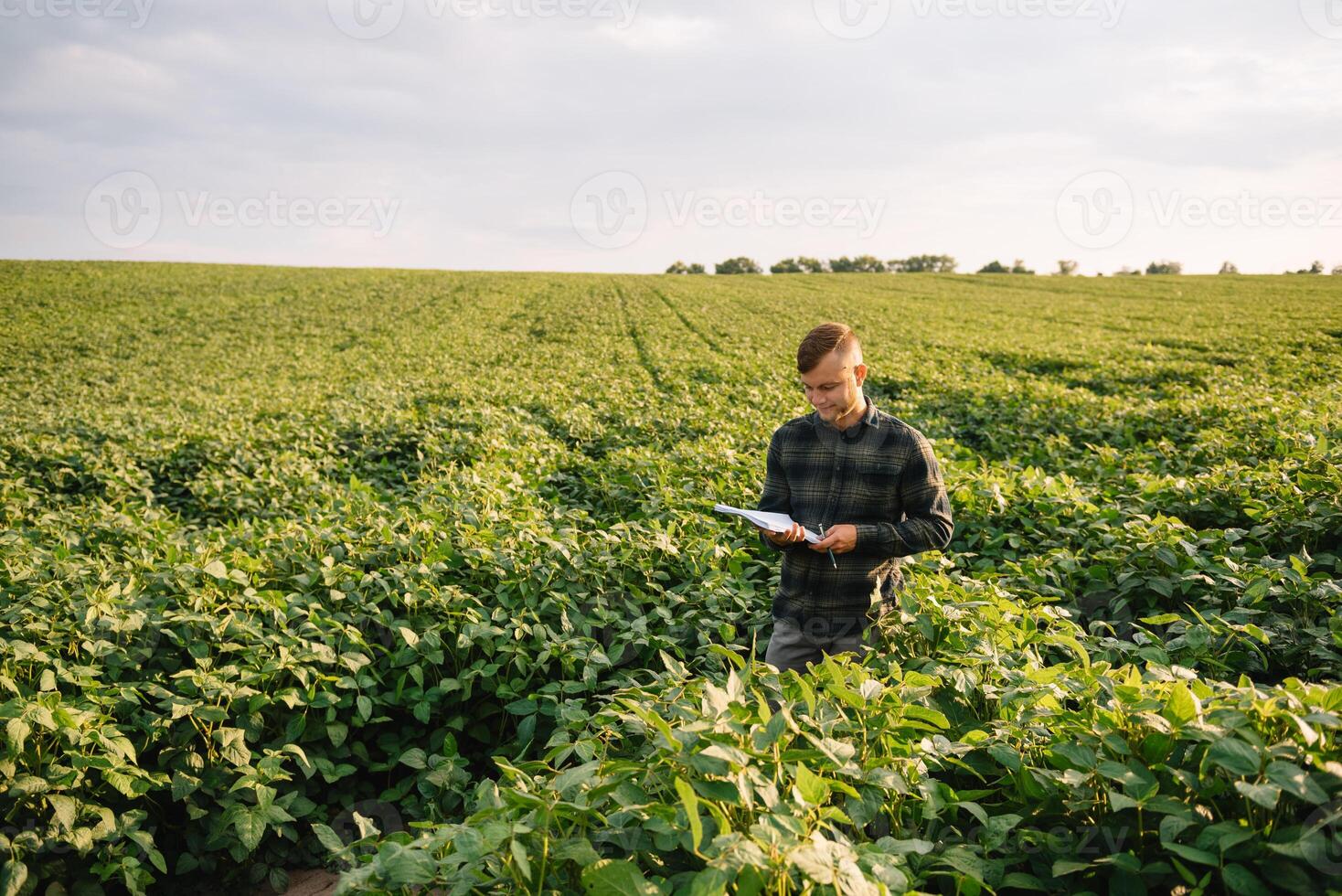 agronoom inspecteren soja Boon gewassen groeit in de boerderij veld. landbouw productie concept. agribusiness concept. agrarisch ingenieur staand in een soja veld- foto