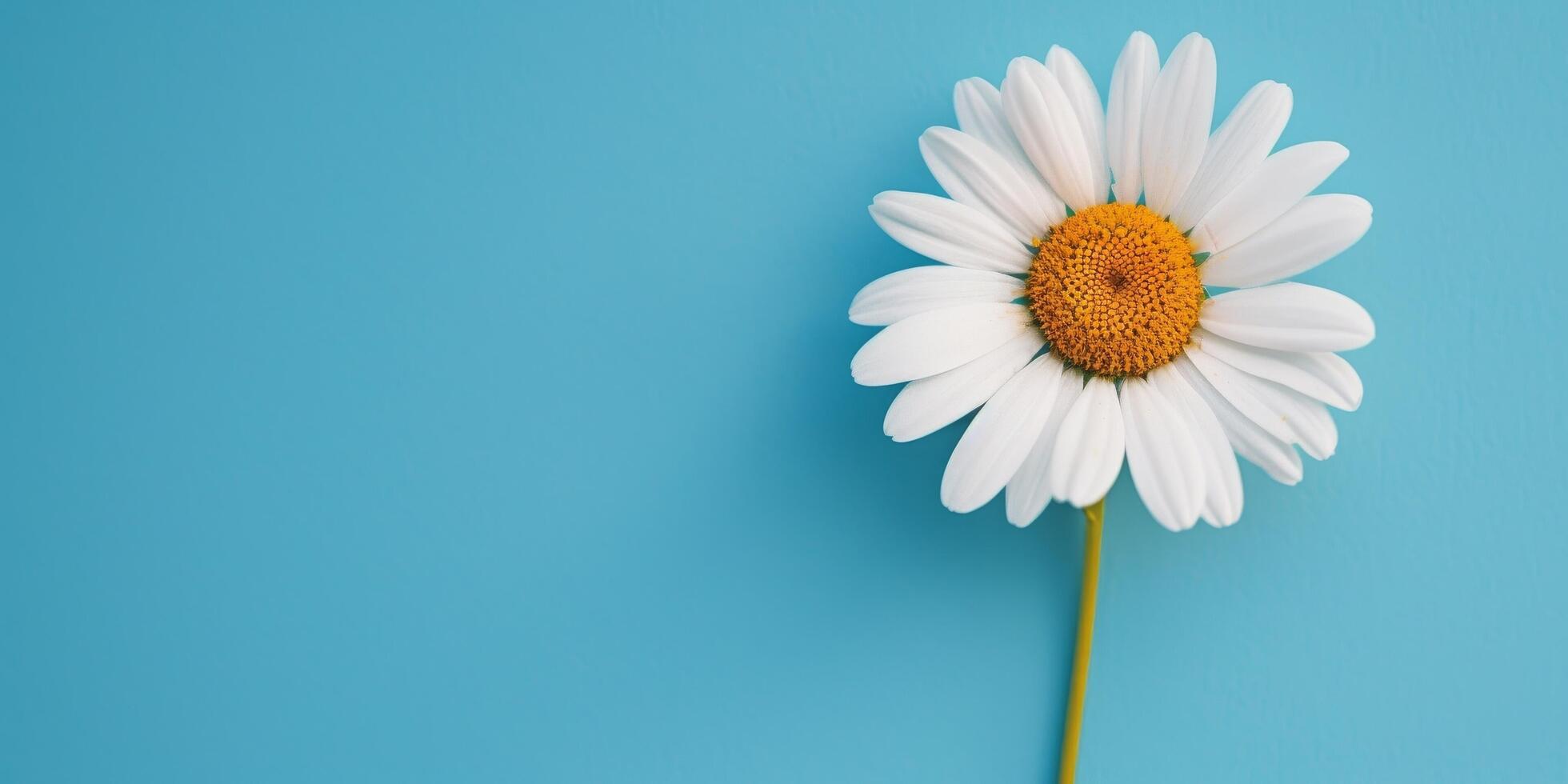 single madeliefje Aan blauw foto