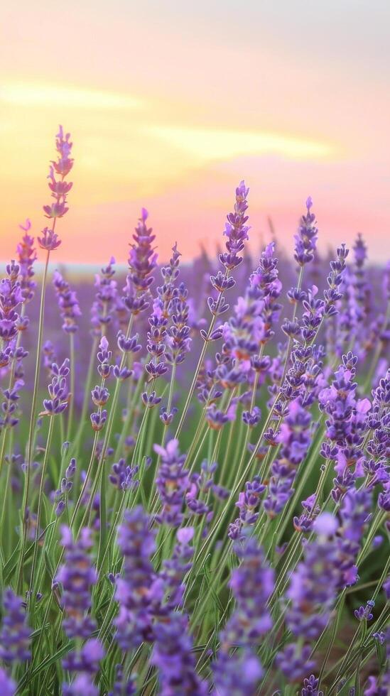 zonsondergang lavendel veld- gelukzaligheid foto