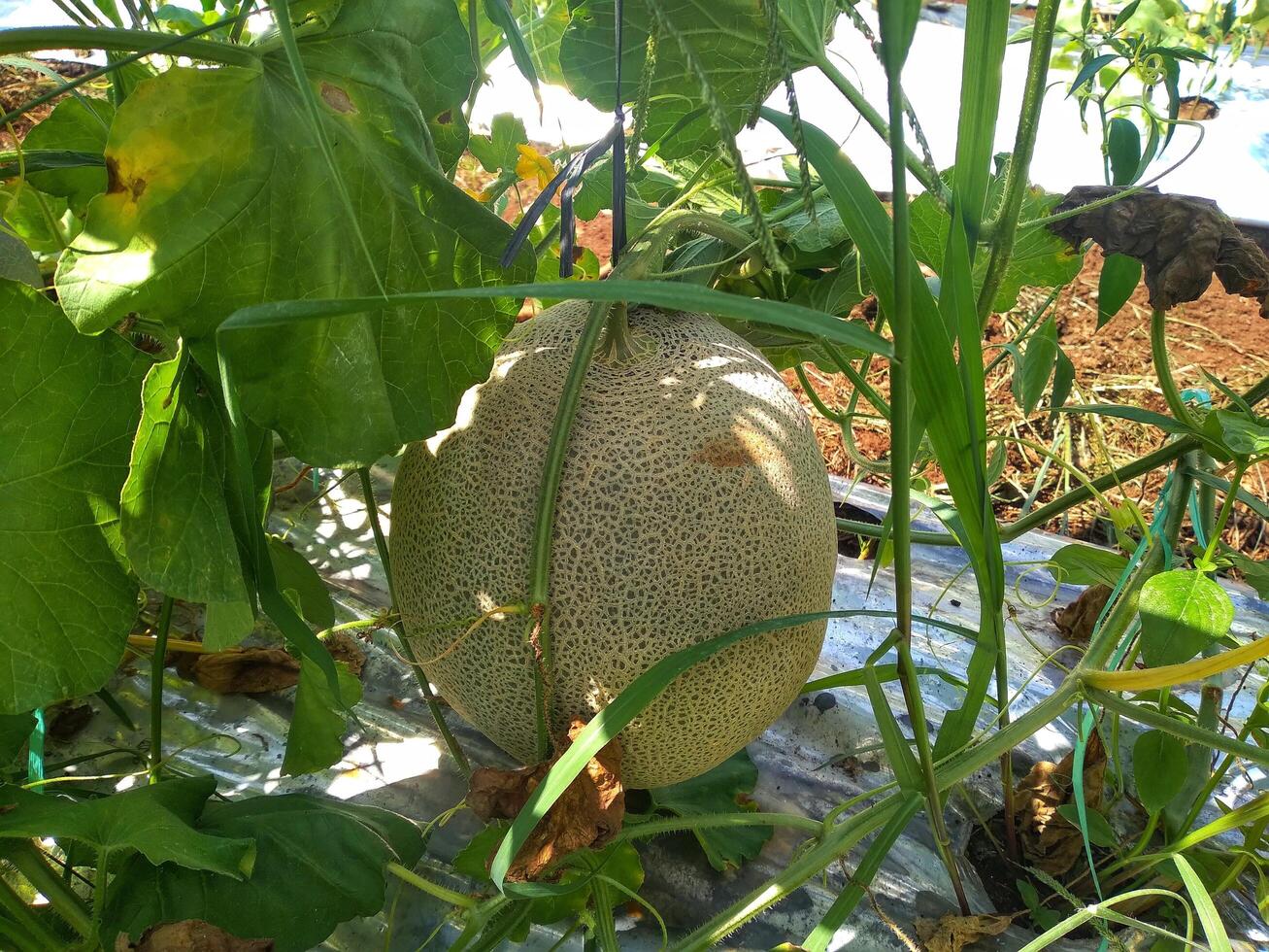 vers meloenen of groen meloenen of meloen meloenen planten groeit in kas ondersteund door draad meloen netten. foto