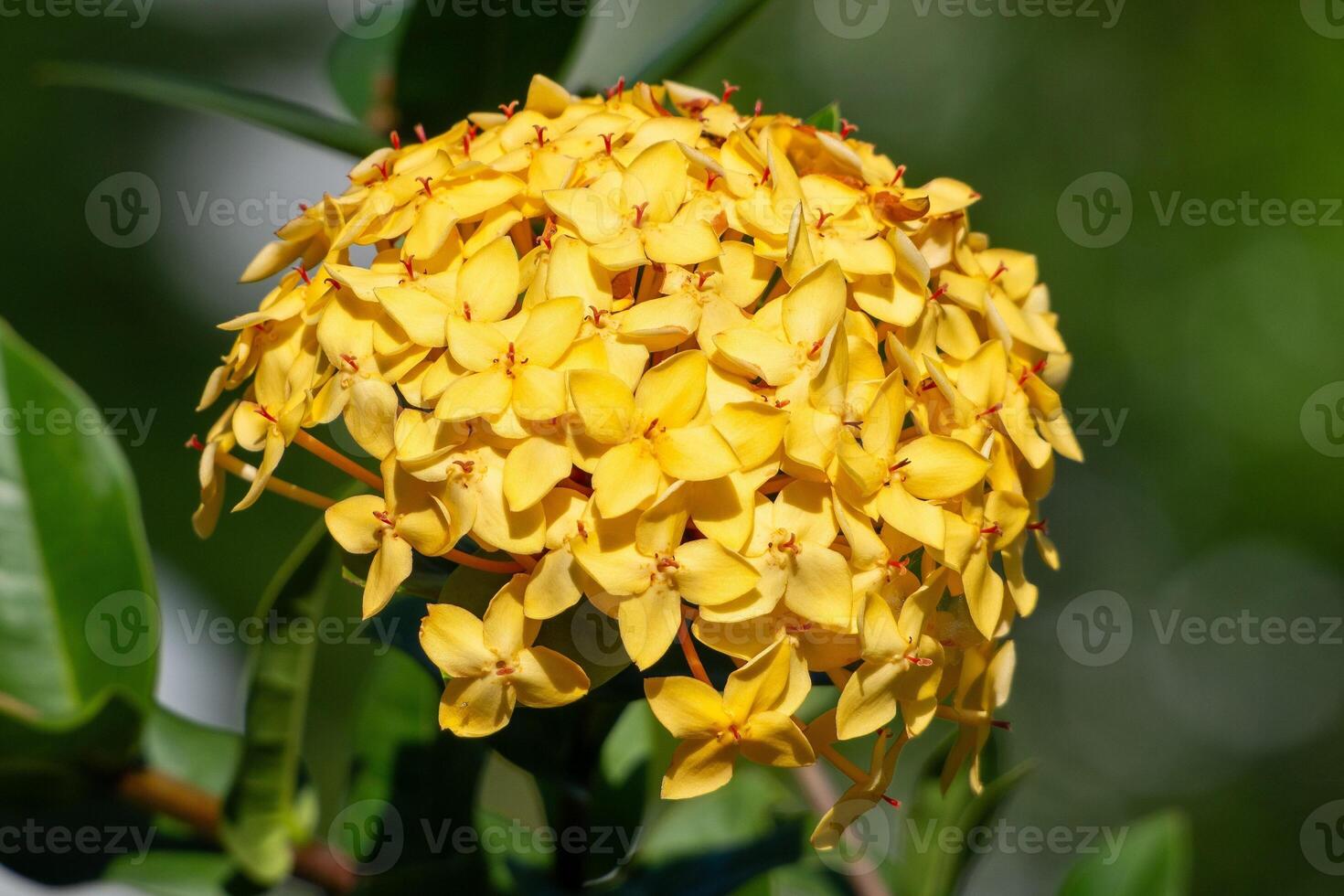 een bundel van geel bloemen bloeiend in de ochtend- foto