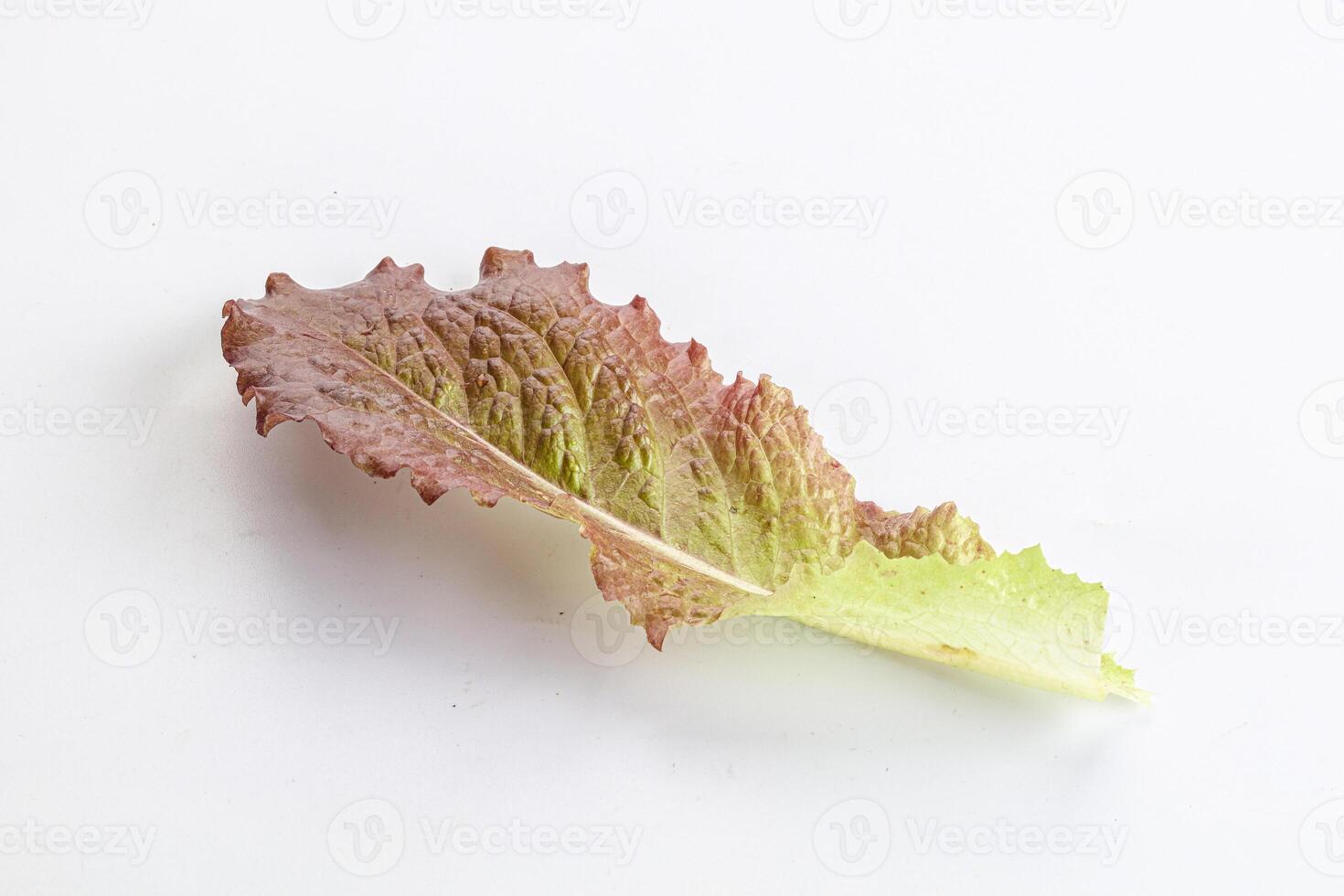 groen sla salade blad geïsoleerd foto