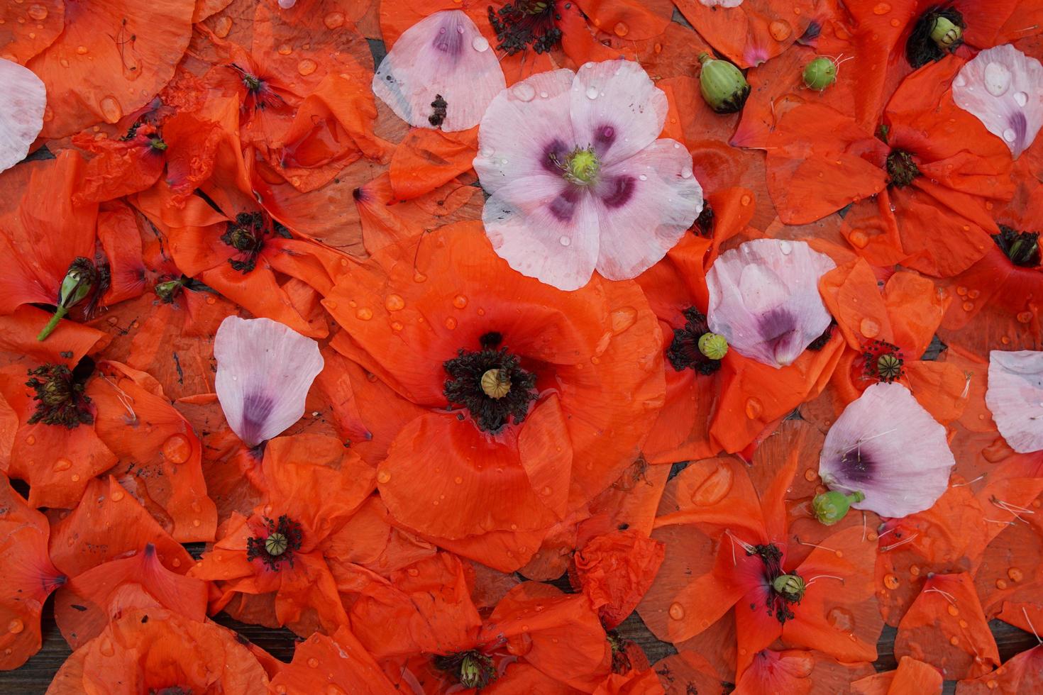 rode en roze papaver bloemblaadjes met waterdruppels. foto