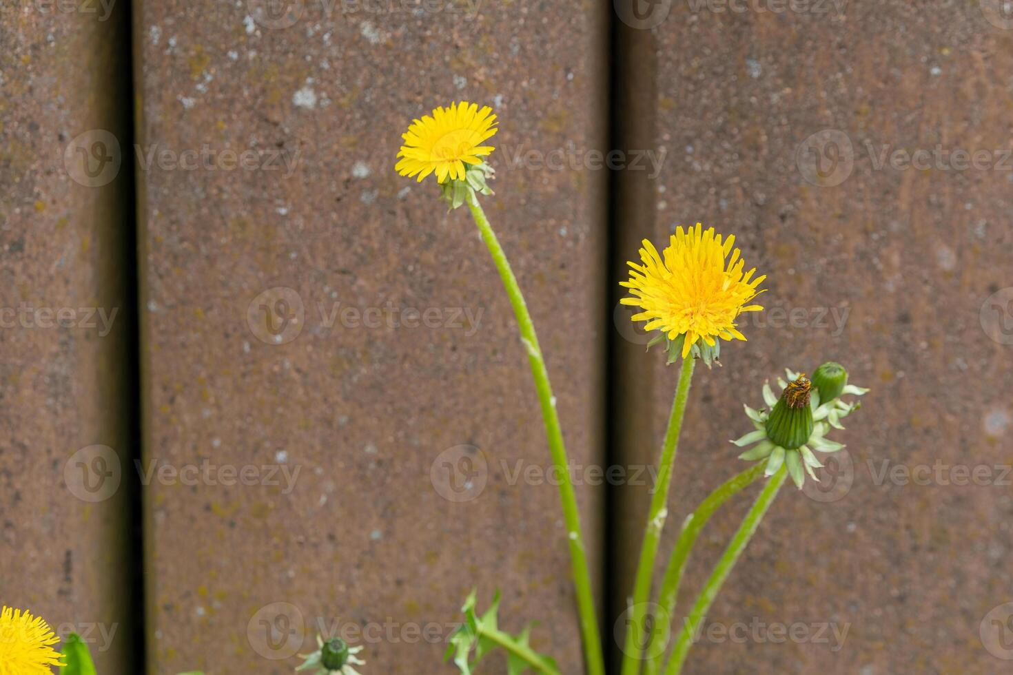 paardebloem in voorkant van een muur foto