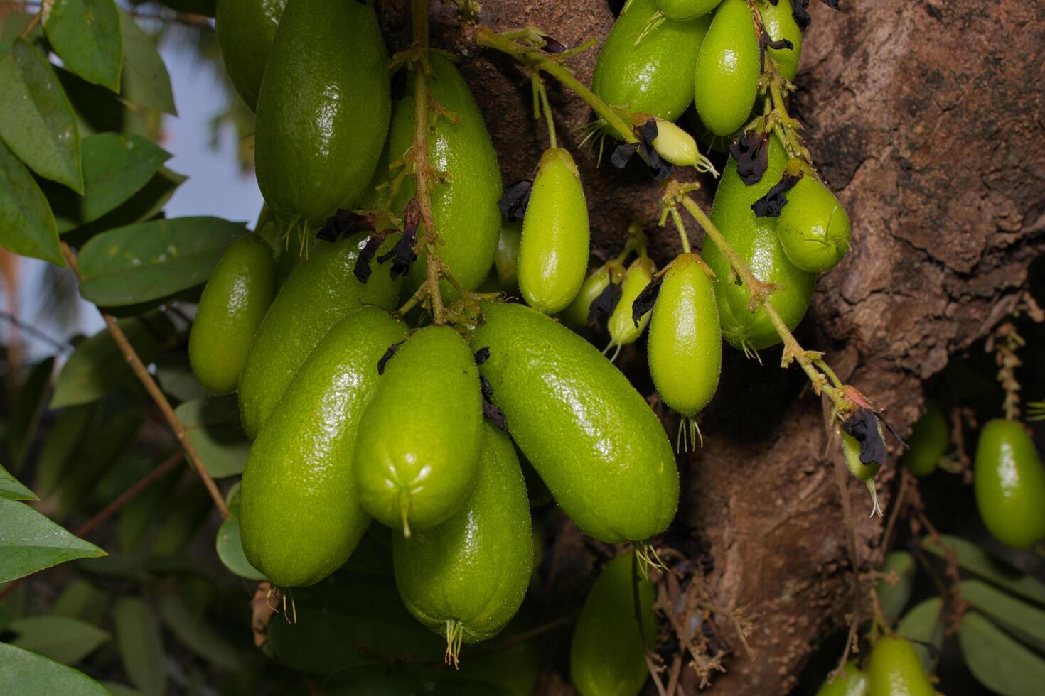 Bilimbi boom fruit foto