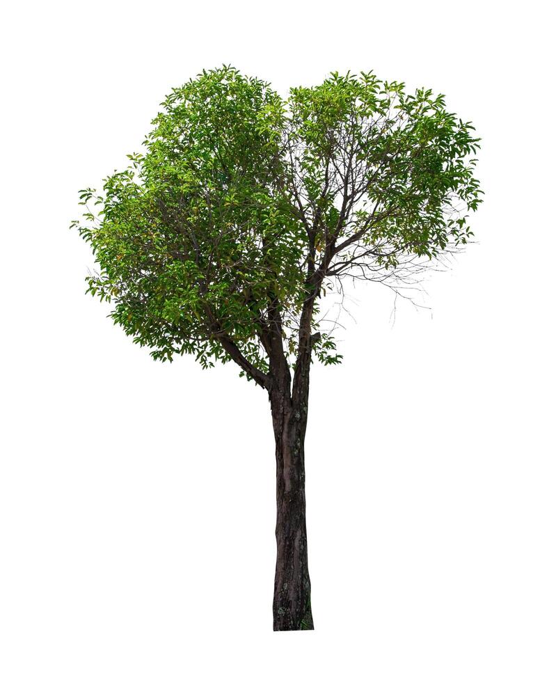 single boom geïsoleerd Aan wit achtergrond met knipsel pad foto