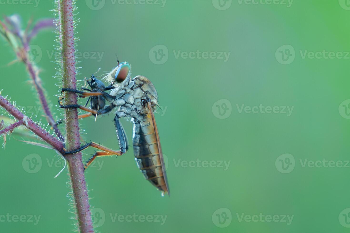 de rover vlieg of asilidae was aan het eten haar prooi Aan de Afdeling van een mopperen foto