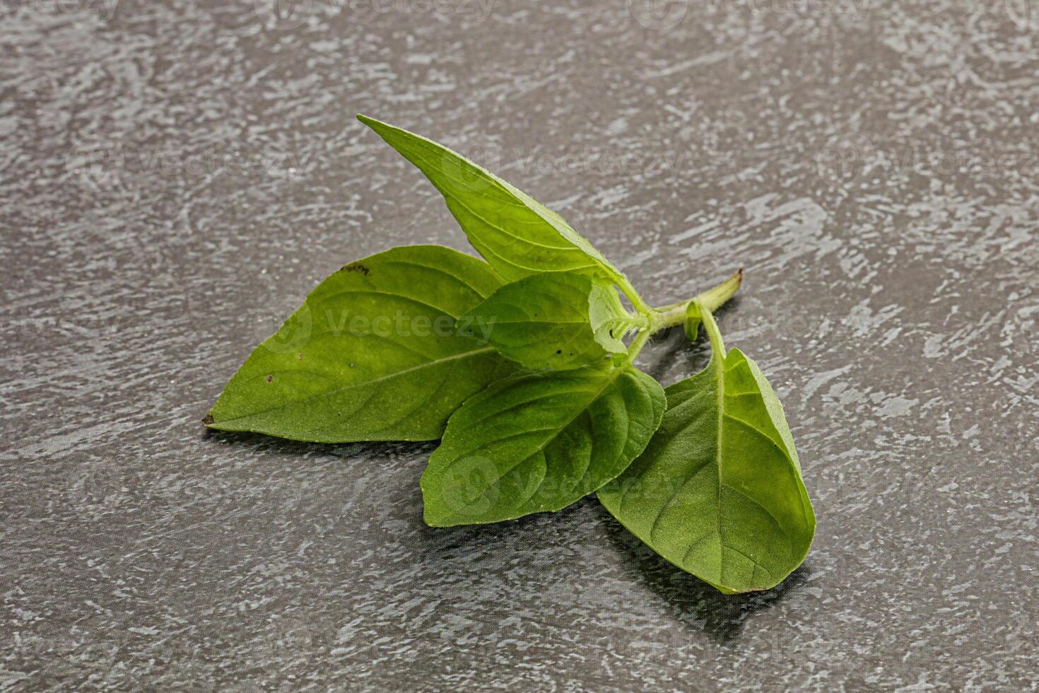 rauw groen basilicum bladeren kruiderij foto